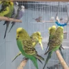 Green Parakeet for sale (Budgerigar)