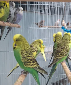 Green Parakeet for sale (Budgerigar)