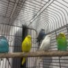 Colorful & friendly Budgies