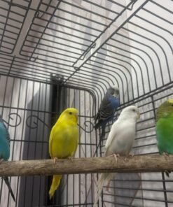 Colorful & friendly Budgies