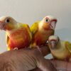 Green Cheek Conure