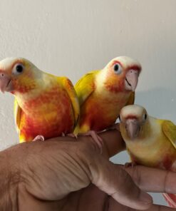 Green Cheek Conure