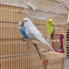 3 budgies with cage and stand