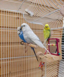 3 budgies with cage and stand