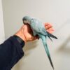 Quaker Parrot