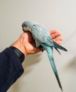 Quaker Parrot