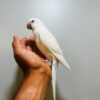 Quaker Parrot