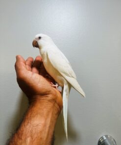 Quaker Parrot