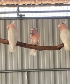 Major Mitchell Cockatoo