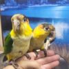 White Bellied Caique