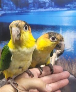 White Bellied Caique