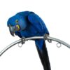 Hyacinth Macaw