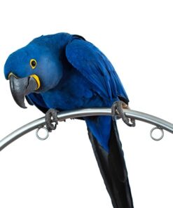 Hyacinth Macaw