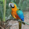 Hybrid Macaw
