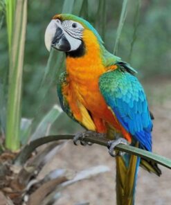 Hybrid Macaw