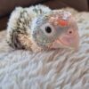 Cape Parrot