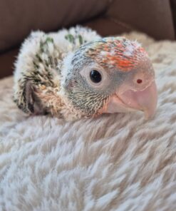 Cape Parrot