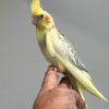Cockatiels for Sale