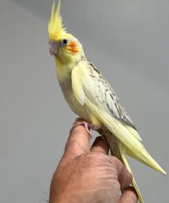 Cockatiels for Sale