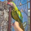 Military Macaw