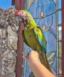 Military Macaw