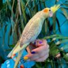 Cockatiel for sale
