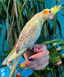 Cockatiel for sale