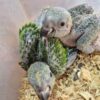 Yellow Naped Amazon