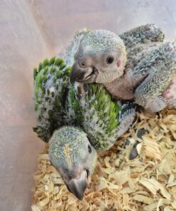 Yellow Naped Amazon