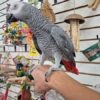 African Grey Congo Parrot