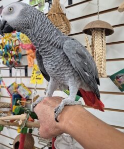 African Grey Congo Parrot
