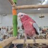 Rose Breasted Cockatoo