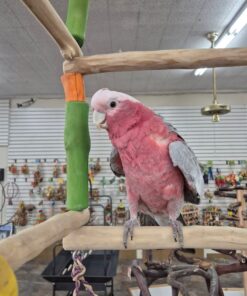 Rose Breasted Cockatoo