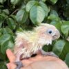 Umbrella Cockatoo