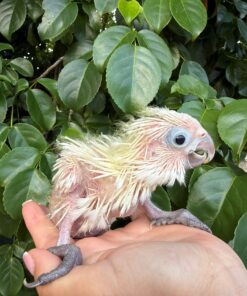 Umbrella Cockatoo