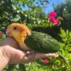White Bellied Caique