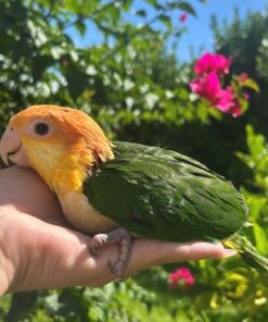 White Bellied Caique