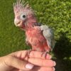 Rose Breasted Cockatoo
