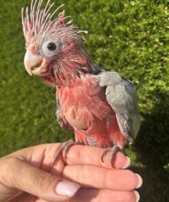 Rose Breasted Cockatoo
