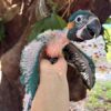 Blue Throat (Caninde) Macaw