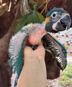 Blue Throat (Caninde) Macaw