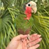 Cuban Amazon