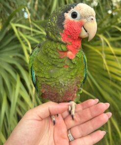 Cuban Amazon