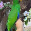 Solomon Island Eclectus