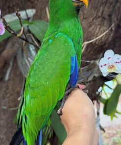 Solomon Island Eclectus