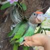 Cape Parrot