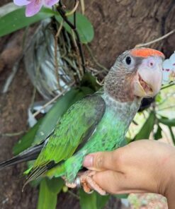 Cape Parrot