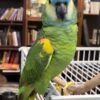 Blue Front Amazon
