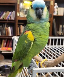 Blue Front Amazon