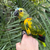 Blue Front Amazon